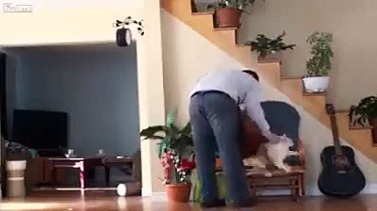 Cat get sweet revenge on 'A' hole owner