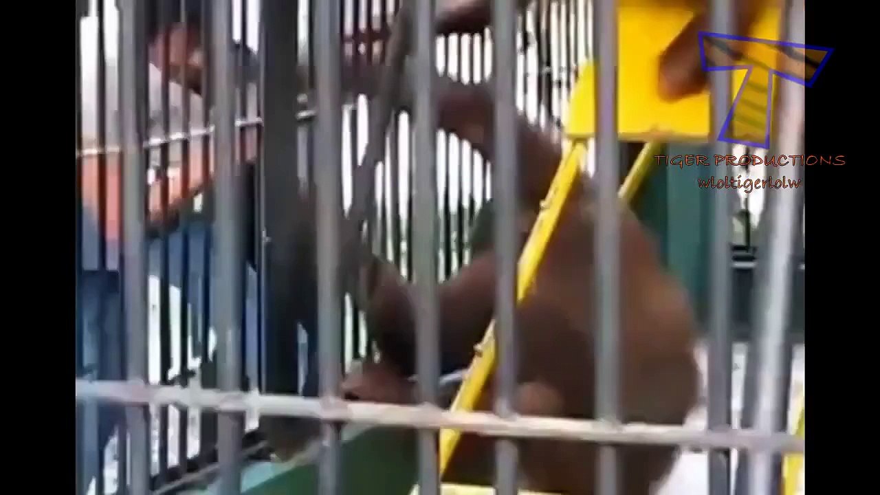 Annoying animals videos