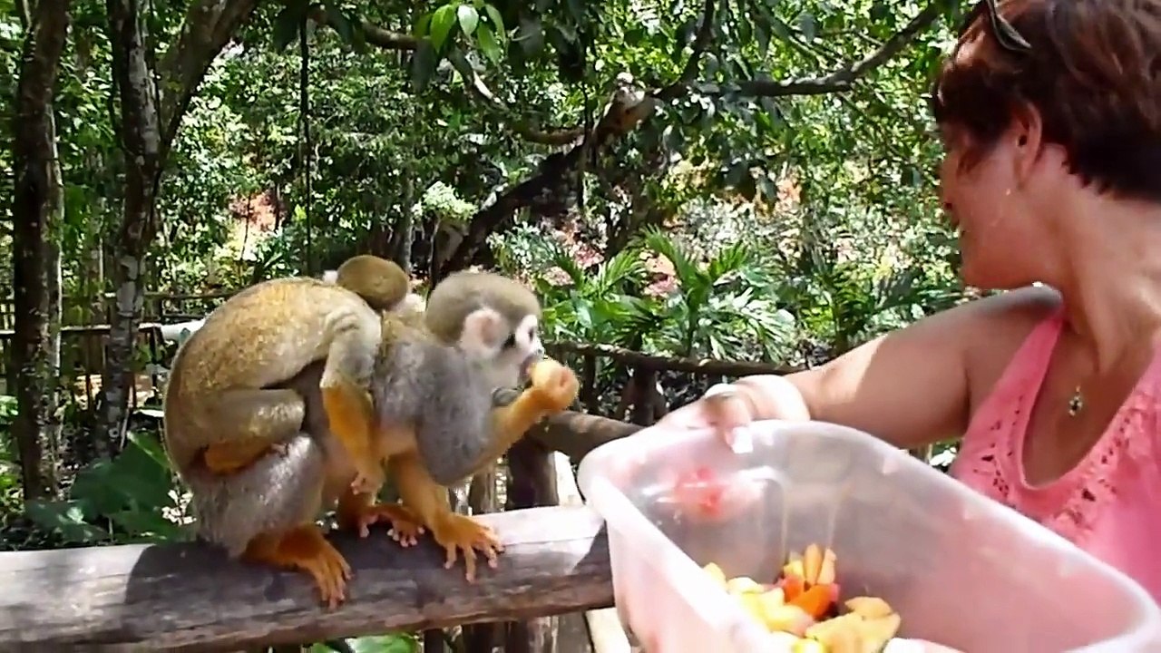 Funny Animals Videos