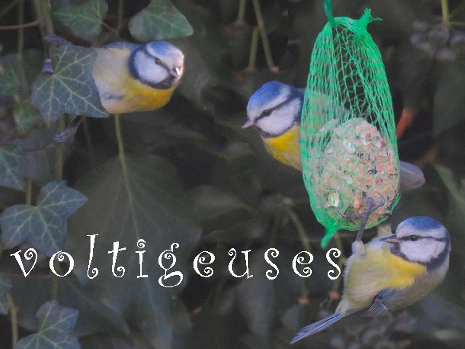 Voltigeuses mésanges