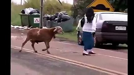 goat fighting every person