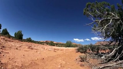 Piton Yılanının Aslana Saldırısı - Python attack Lion