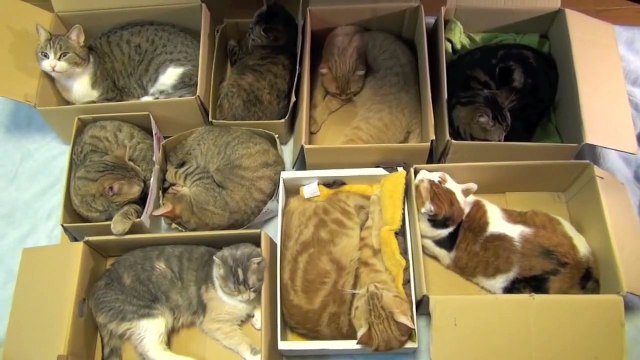 9 котов и у каждого своя кровать