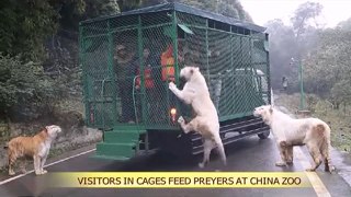 Caged people VS Tigers