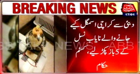 Karachi: custom raid at Jinnah terminal, smuggling of rare Falcons