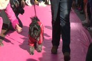 Mascotas desfilan en Madrid para apoyar la adopción