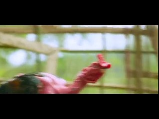 Chicken Vs Chicken fight very fantastic-Must Watch