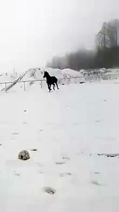 Hilarious Horse Front Flip