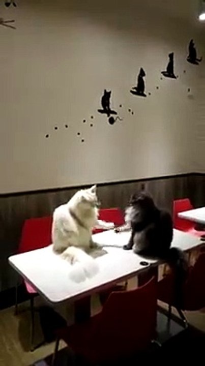 Cat Funniest Videos - Dinner or Fight