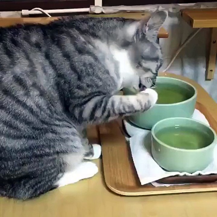 Cat Funniest Video - launch
