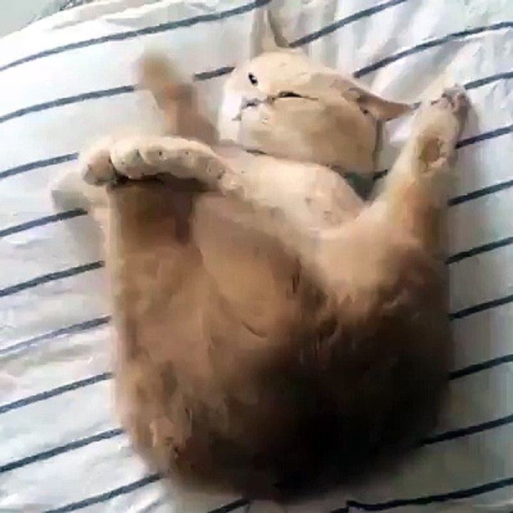 Cat Funniest Video LAZZZYYYYY