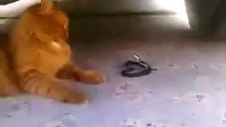Cat Funniest Video WTF