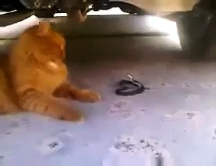 Cat Funniest Video WTF