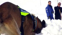 D!CI TV : Les chiens d'avalanche à l'entraînement à partir de ce lundi à Montgenèvre