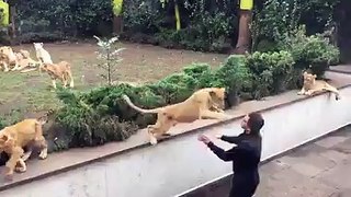 A Man with more LIONS :o