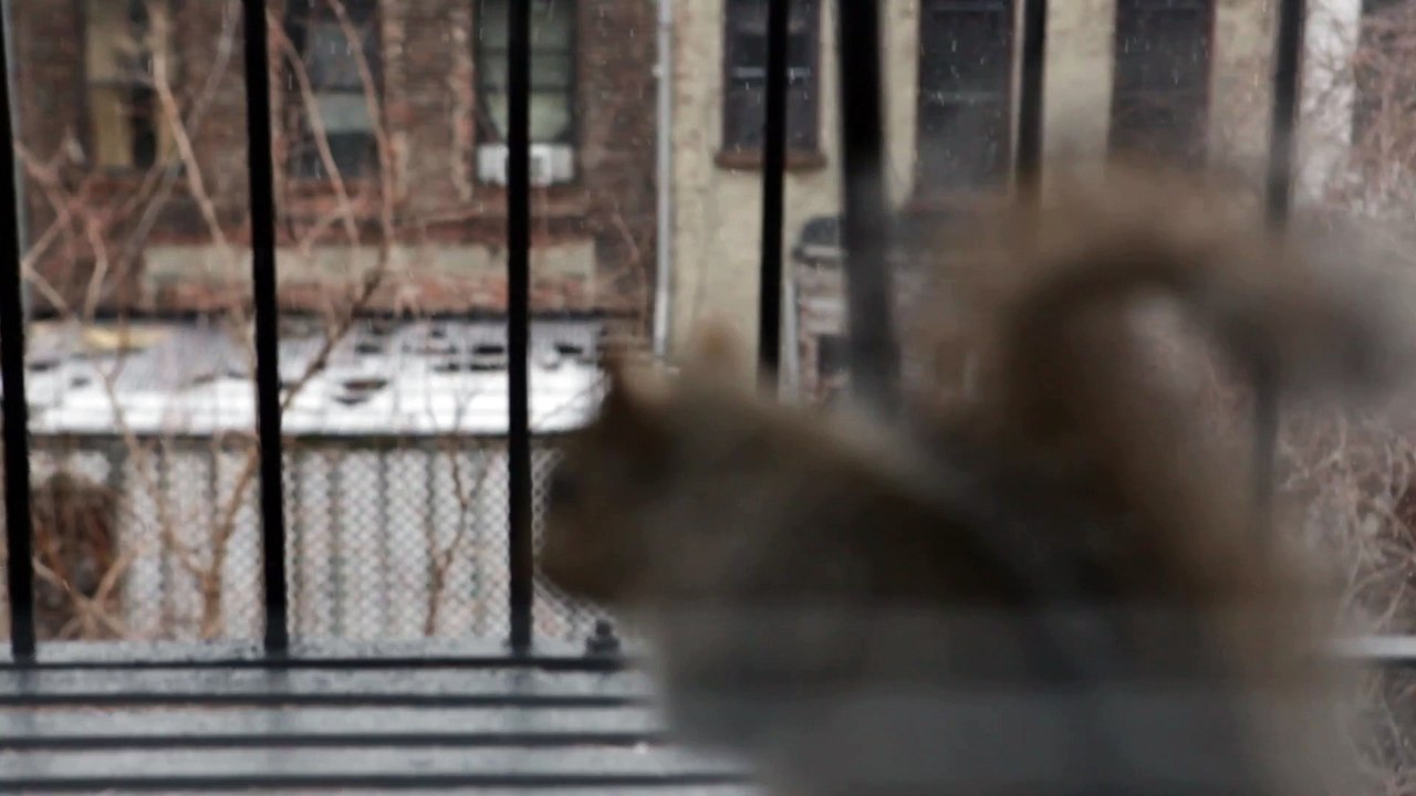 Squirrel & Snow