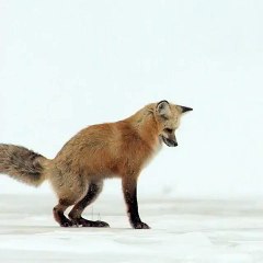 Red Fox Hunting Vole In Winter Yellowstone National Park