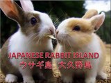 Japanese Rabbit island Incredible! ウサギ島　大久野島