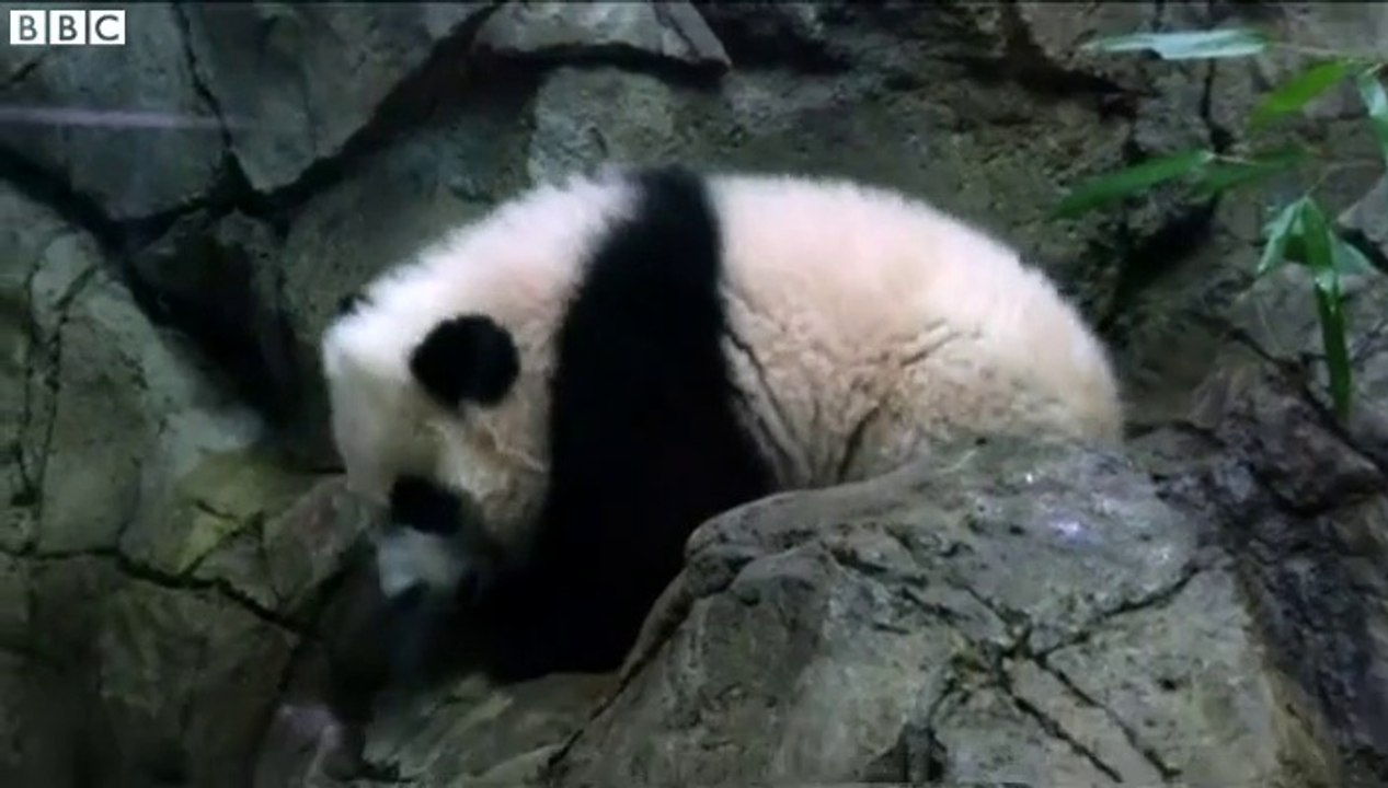 Panda makes Washington zoo debut