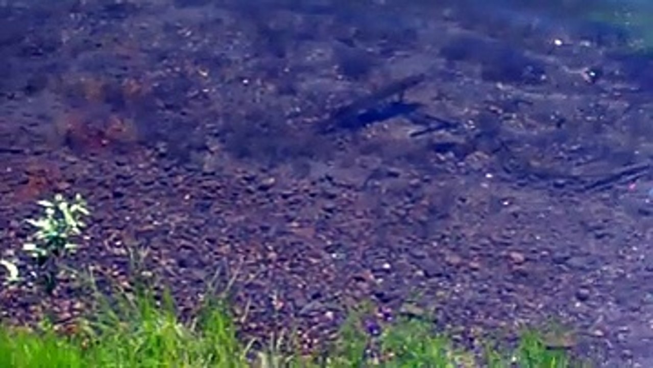 Ördek Yavrusunu Yiyen Balık Yok Böyle Bir Şey