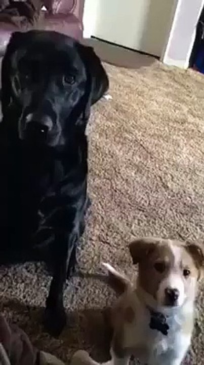 L'AMITIE EXISTE ENTRE TOUS LES ETRES VIVANTS