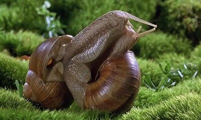 Sümüklü Böcekler Nasıl Aşk Yaşar Yok Böyle Bir Şey