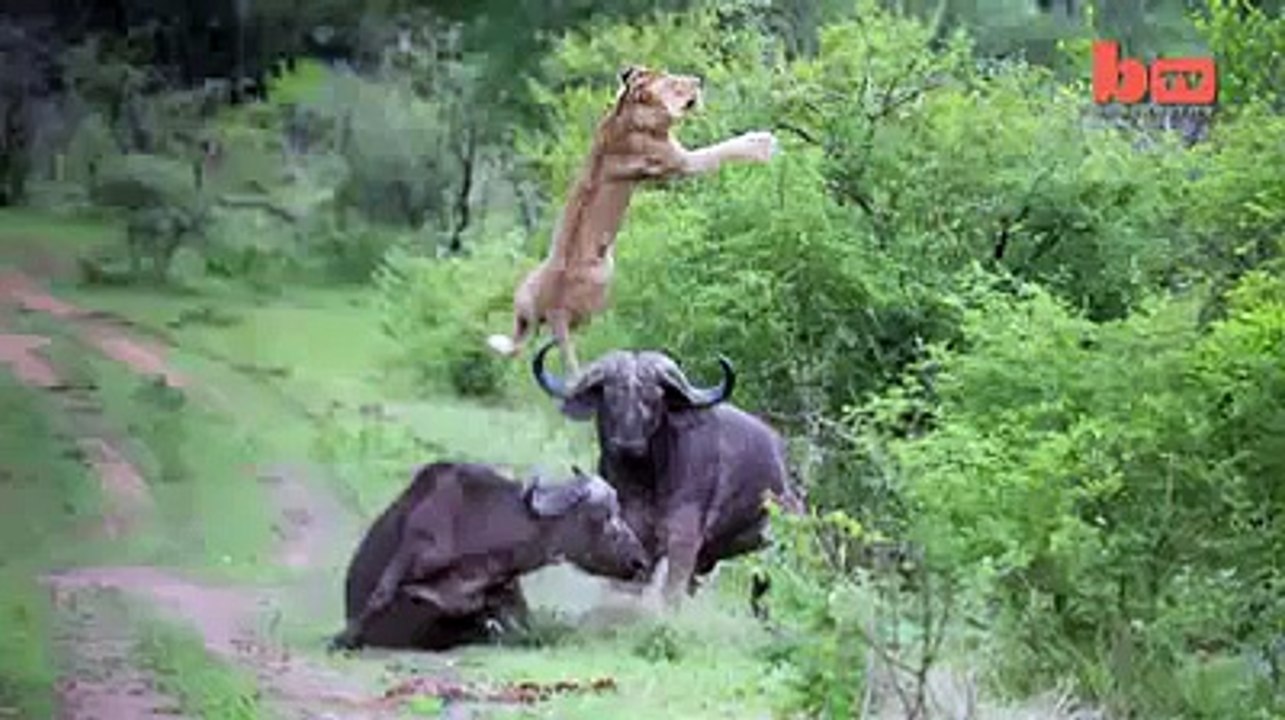 HD أسد يتحول الى فريسة سهلة
