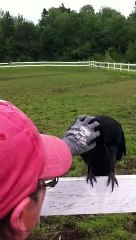 LA COMPLICITE D'UN CORBEAU, D'UN CHEVAL ET D'UN HUMAIN