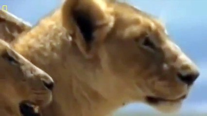 Documentary Lions vs Hyenas WARNING!!! Total Destruction National Geographic Documentary