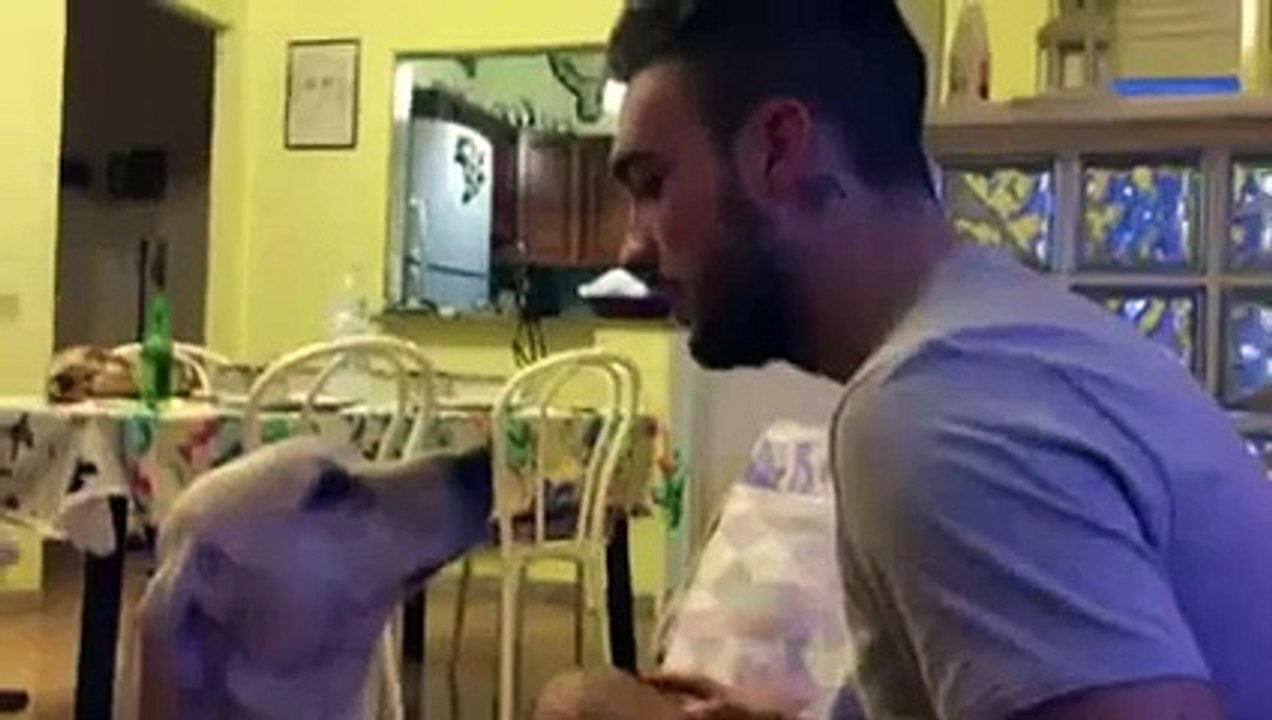 Un chien demande pardon