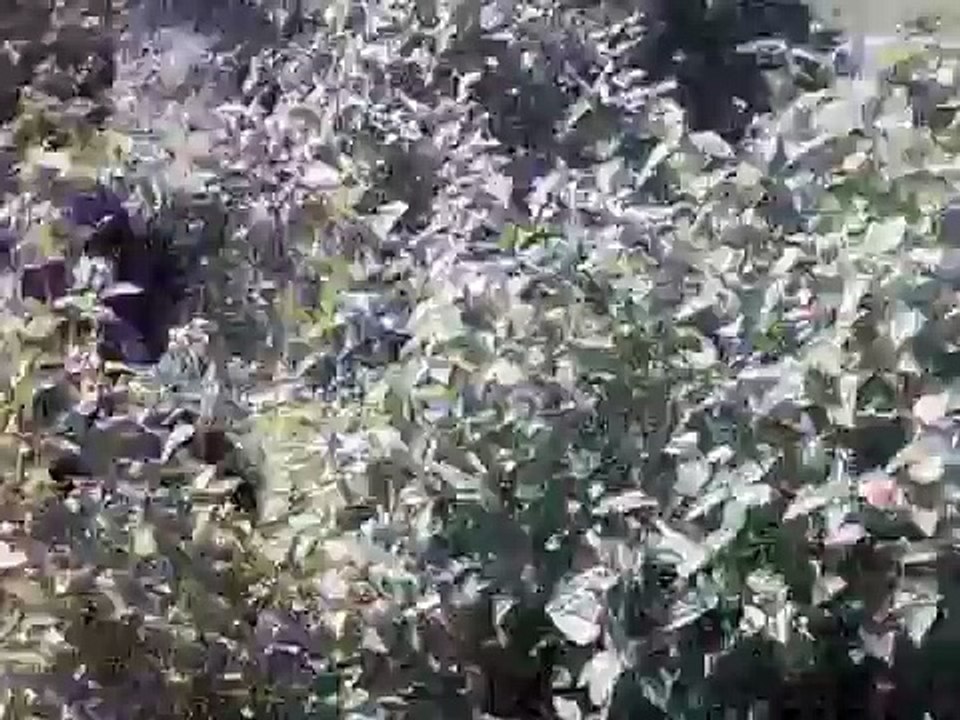 meeharaka