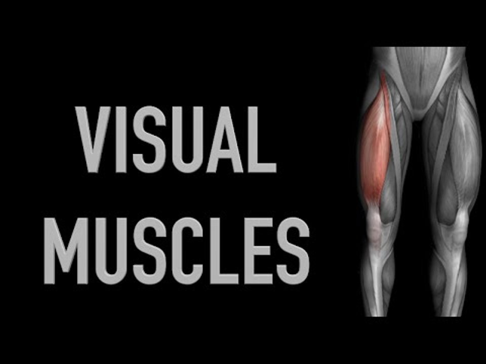 Visual Muscles: Upper Anterior Leg - Black Background