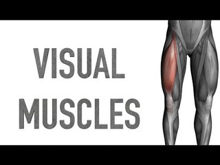 Visual Muscles: Upper Anterior Leg