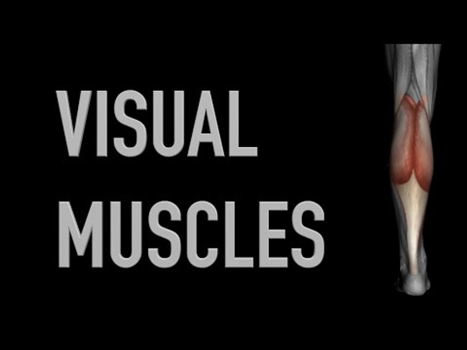 Visual Muscles: Calf Muscles - Black Background