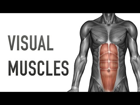 Visual Muscles: Chest - Upper Arm - Abdominals