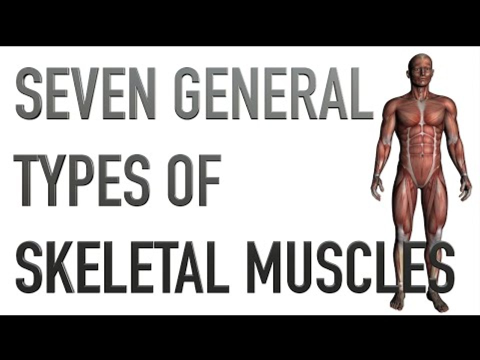 Seven General Types of Skeletal Muscles - Kinesiology Quiz