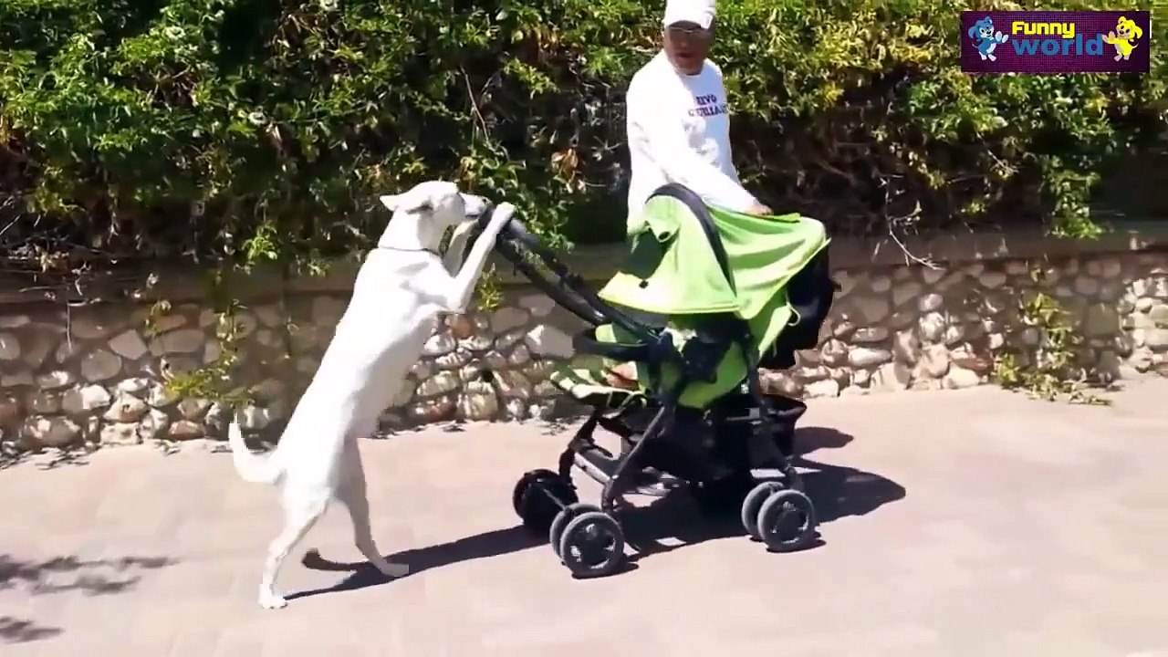 Komik Hayvan Videoları Derleme 2015 720P Komik Videolar