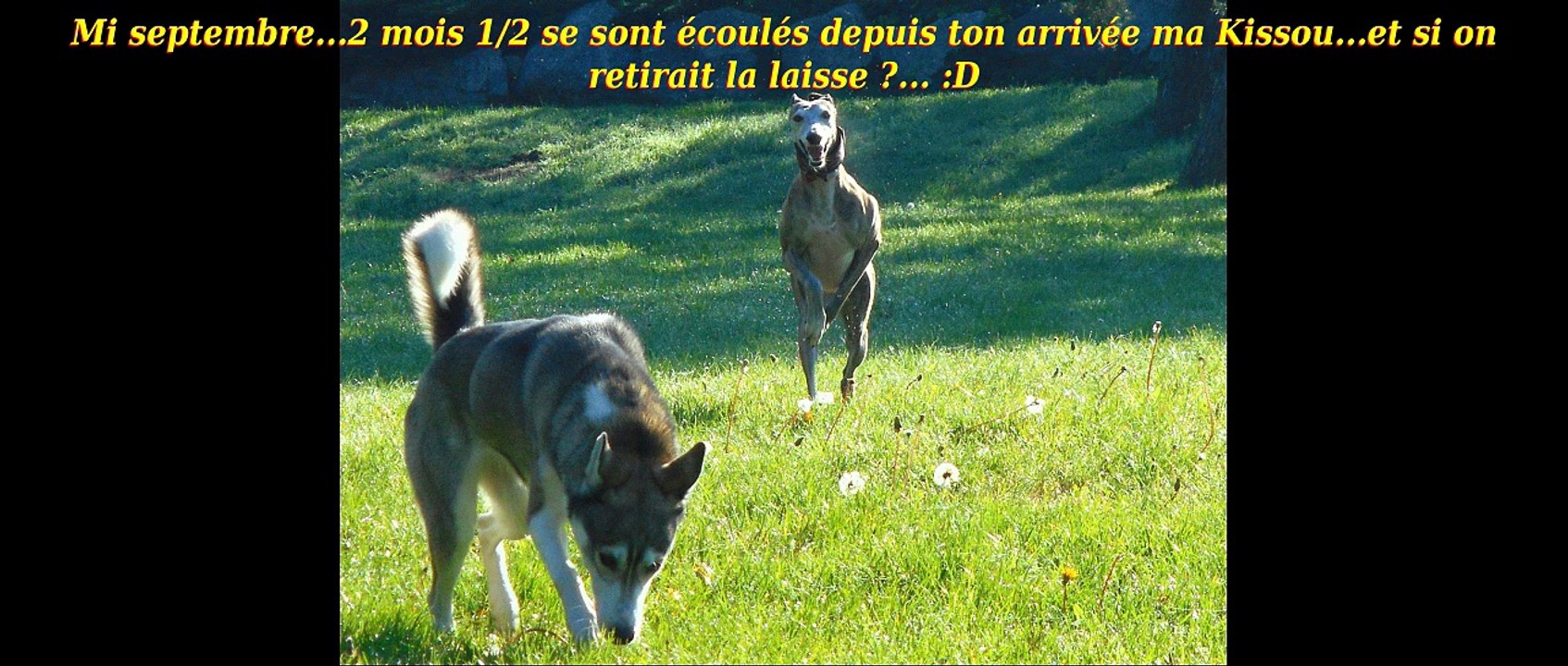 Kiss-Me ma galga :D & Ch'ti-Loup ma p'tite louve ;)
