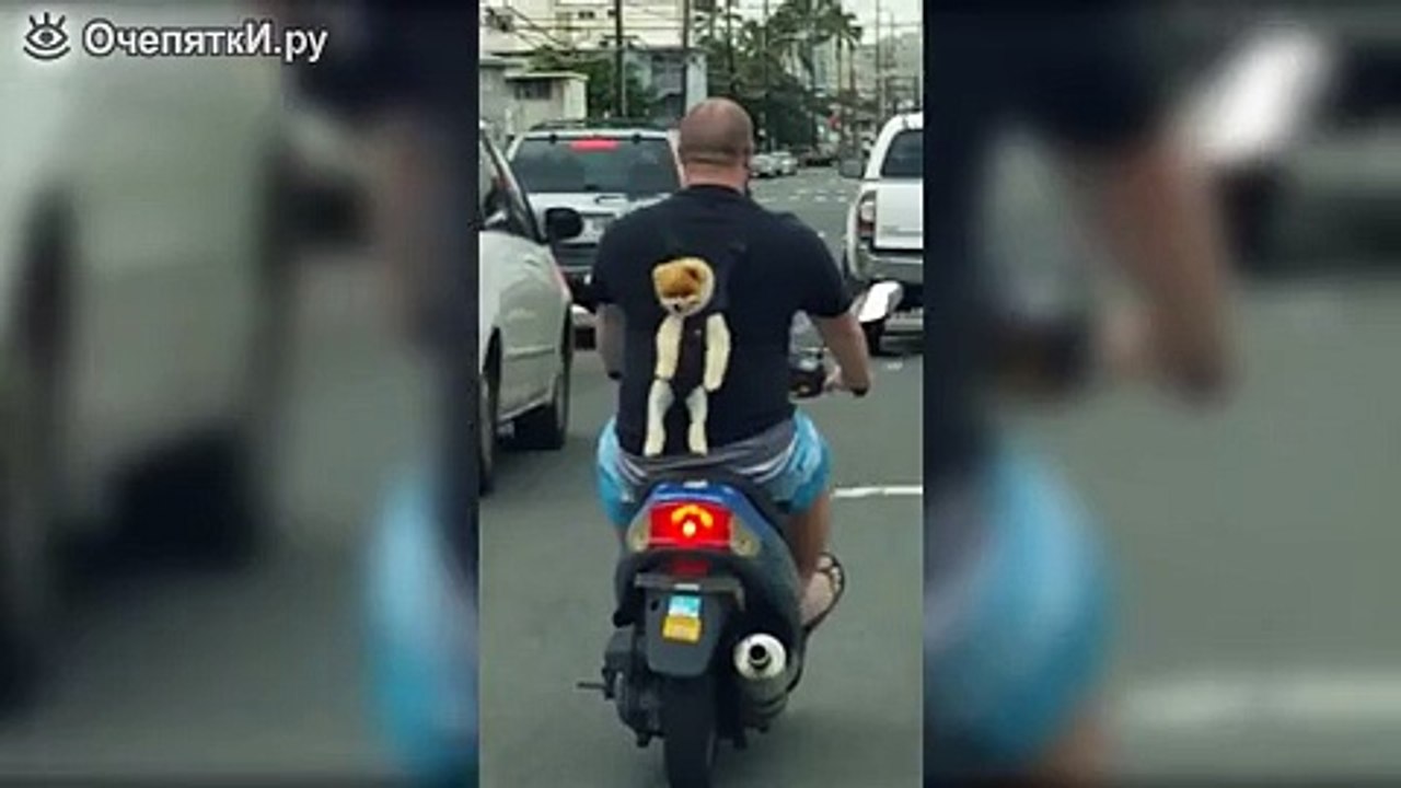 Собачка в рюкзачке