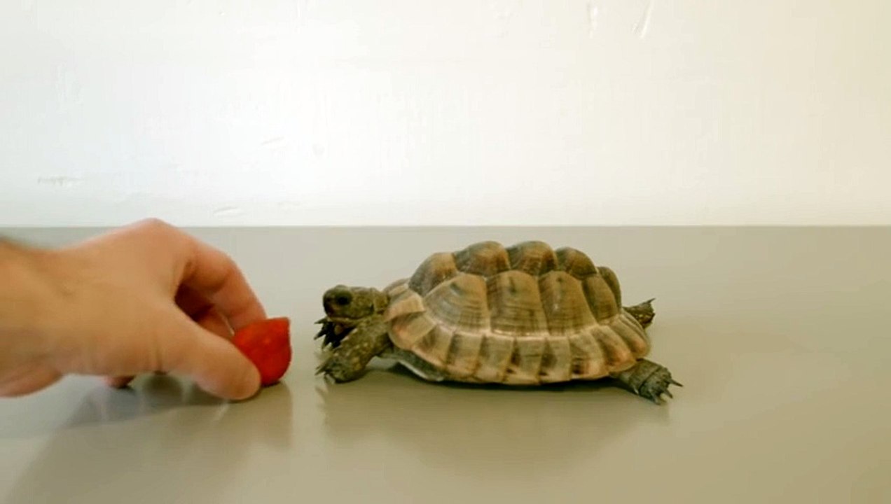 This Tortoise Could Save a Life - Ft. Alan Rickman -