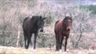 Hot mating animals cary video   New Horse mating donkey & Funny horse compilation HD