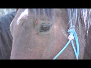 Horses have a funny 5 minutes