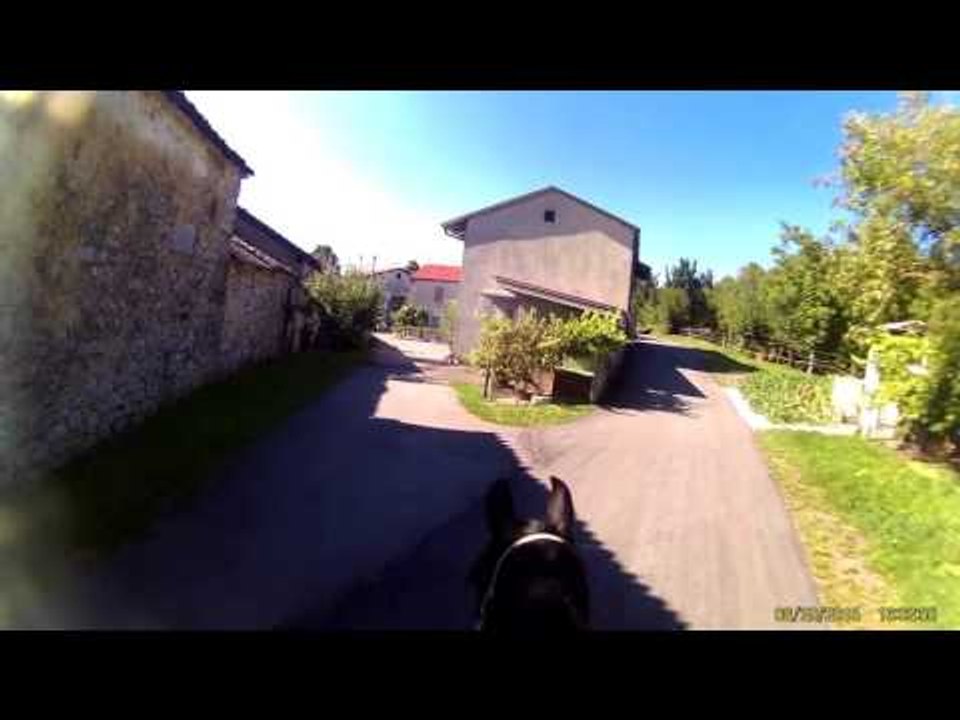 Funny FAIL HORSES 2014