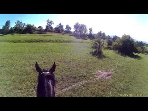 Funny Horses,Ostern Filly 5,Funny Animals,Pferde Video,Foal,Baby horse,Cavalli,말,chevaux