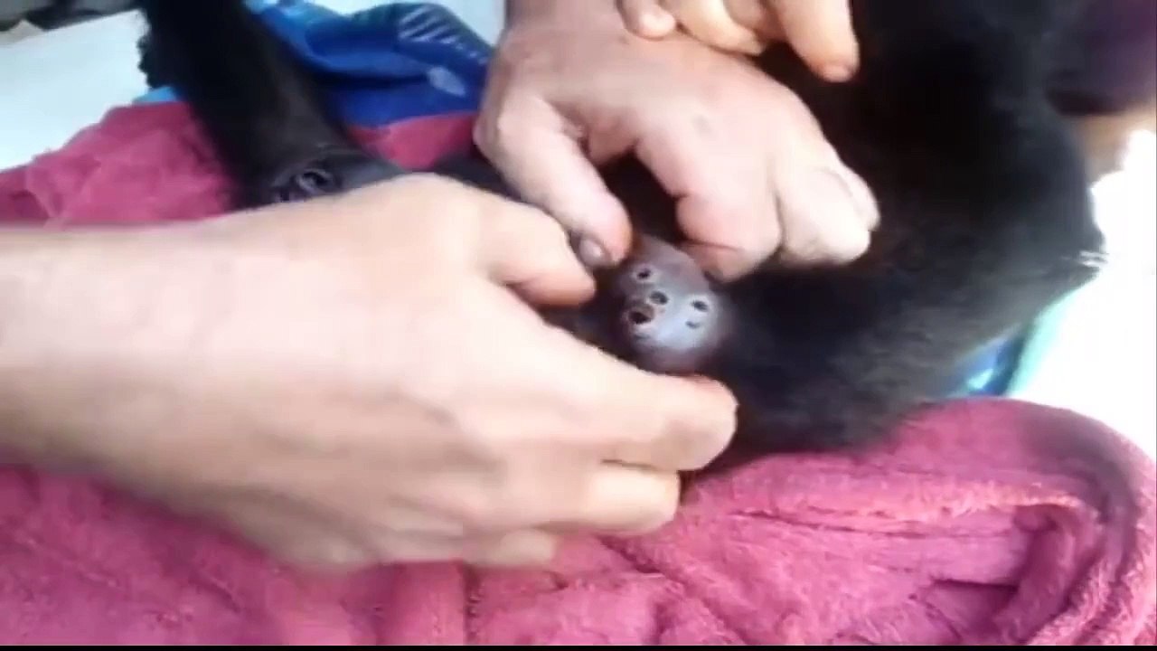 Botfly Larvae Removal compilation | Botfly treatment animal vol4