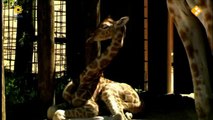 Giraffe Falling Asleep - Very Funny!!!