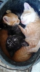 Funny cats and dogs begging for food - Cute animal compilation