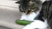 Cat and Cucumber Make Instant Friends