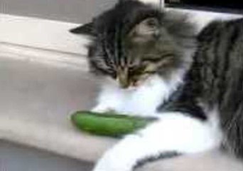 Cat and Cucumber Make Instant Friends