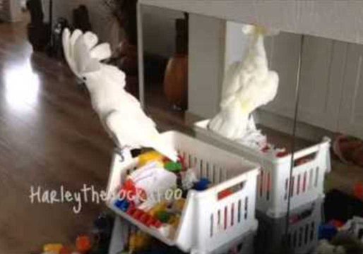 Harley the Cockatoo Confused by 'Mirror Sister'